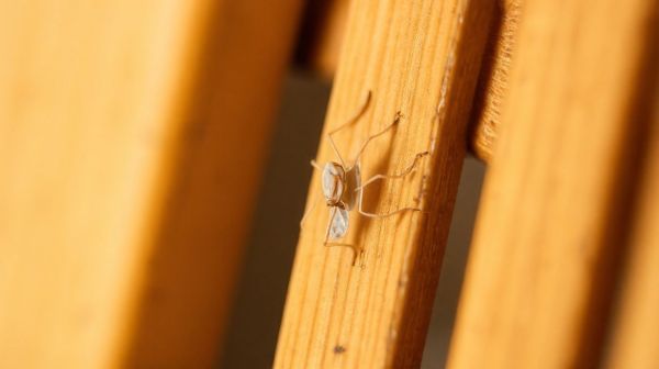 Les meilleurs conseils pour détecter les punaises de lit à domicile